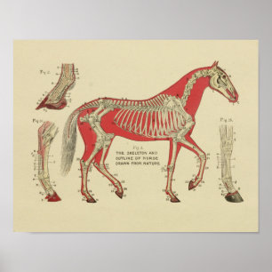 Horse Skeleton Anatomy Print 1902 Poster