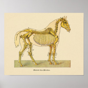 Horse Skeleton Anatomy Print Vintage 1917 Poster