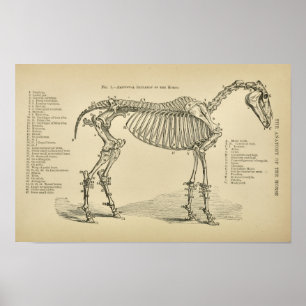 Horse Skeleton Anatomy Vintage Veterinary Print Poster