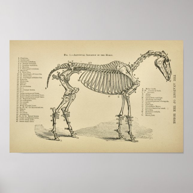 Horse Skeleton Anatomy Vintage Veterinary Print Poster (Framsidan)
