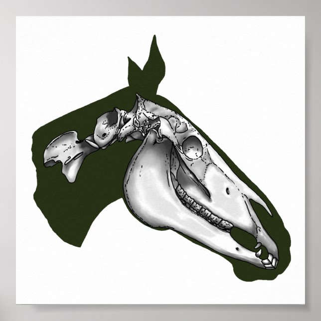 Horse Skeleton Poster (Framsidan)