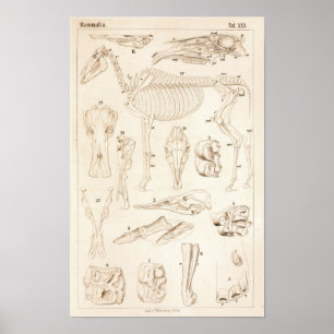 Horse Skeleton Veterinary Anatomy Print Poster