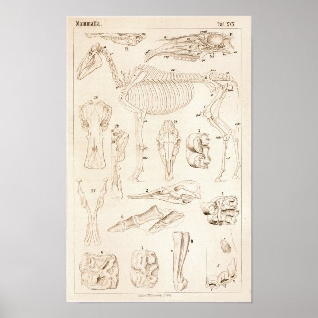 Horse Skeleton Veterinary Anatomy Print Poster (Framsidan)