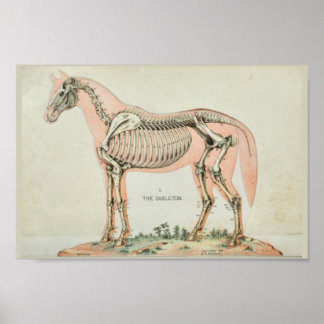 Horse Skeleton Vintage Anatomy Print Poster (Framsidan)