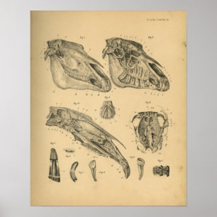 Horse Skull Anatomy 1908 Vintage Print Poster