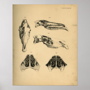 Horse Skull Anatomy 1908 Vintage Print Poster