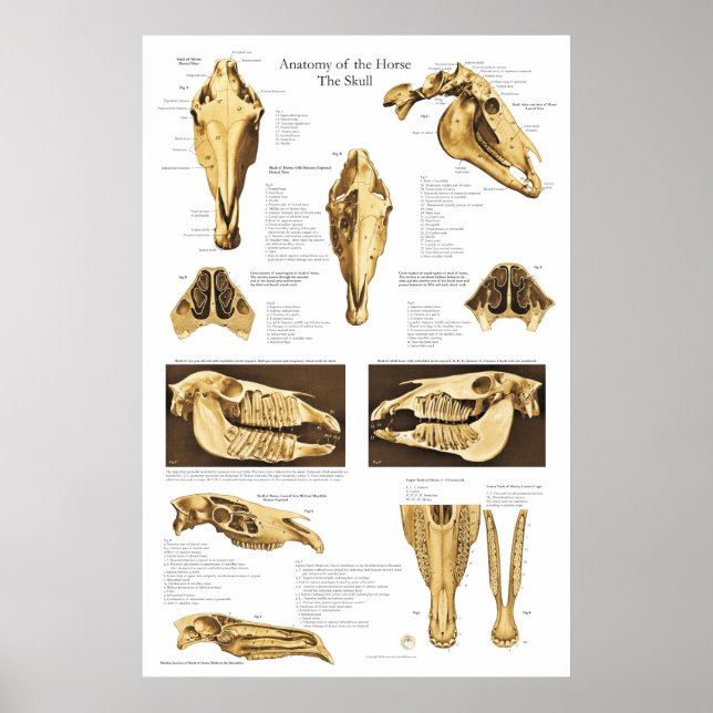 Horse Skull Anatomy Poster Anatomiskt diagram (Framsidan)