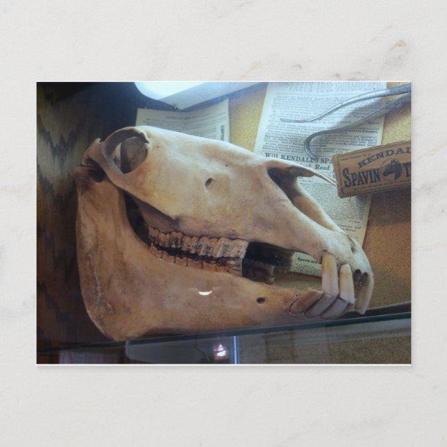 Horse Skull Vykort (Framsida)