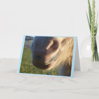 Horse smile Card Kort