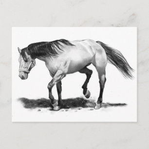HORSE, STALLION, PENCIL ART REALISM VYKORT