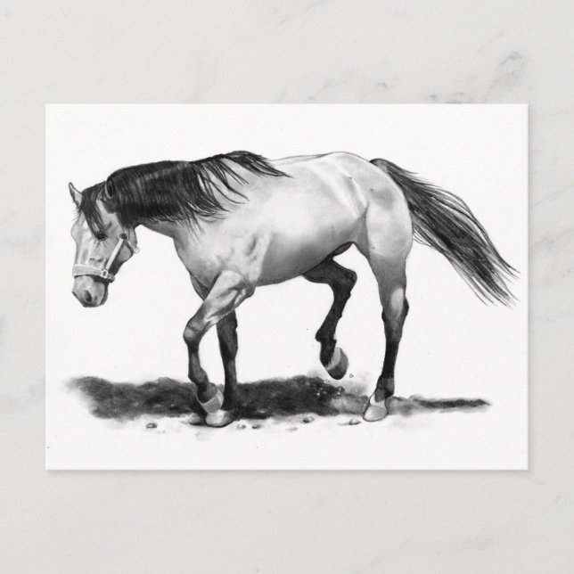 HORSE, STALLION, PENCIL ART REALISM VYKORT (Framsida)