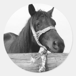 Horse Stickers Runt Klistermärke