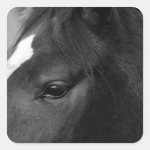 Horse stkcna fyrkantigt klistermärke