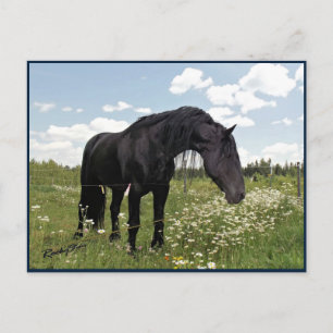 Horse Stretch Vykort