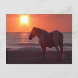 Horse Sunrise Vykort