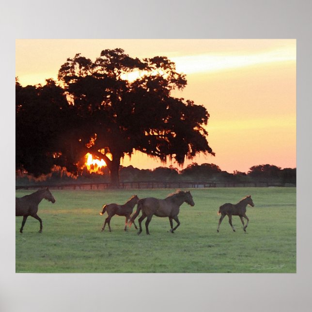 Horse Sunset Art Print -24x20 -klicka för mindre Poster (Framsidan)