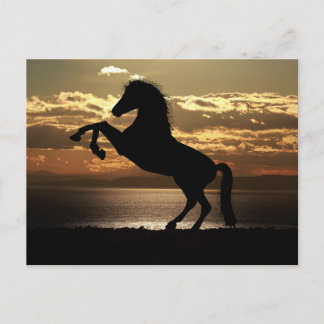 horse sunset silhouette vykort