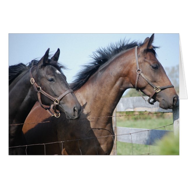Horse Tävling Avslutar Line Hälsningskort (Framsidan Horizontal)