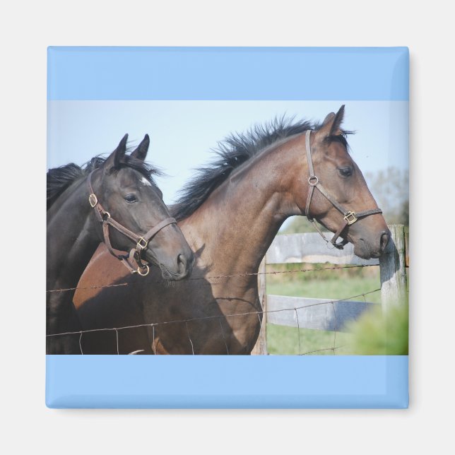 Horse Tävling Avslutar Line Magnet (Framsidan)