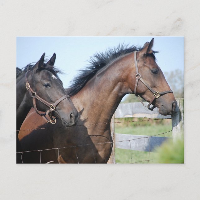 Horse Tävling Avslutar Line Vykort (Framsida)