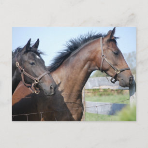 Horse Tävling Avslutar Line Vykort