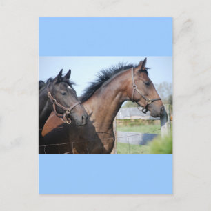 Horse Tävling Avslutar Line Vykort