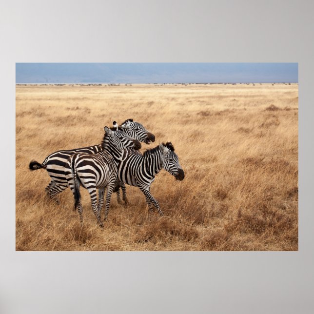 HORSE TÄVLING POSTER (Framsidan)