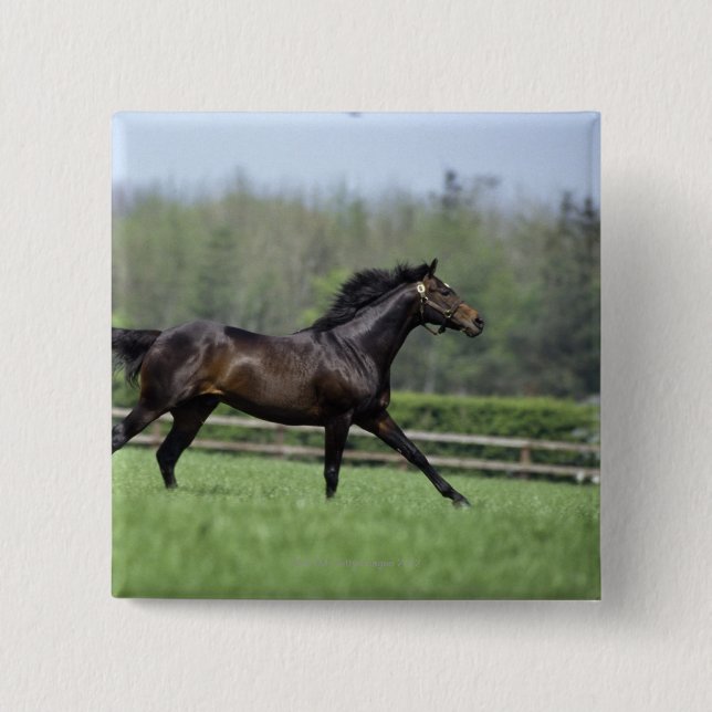 Horse Thoroughbreds, Wassl 1988, Knapp (Framsida)