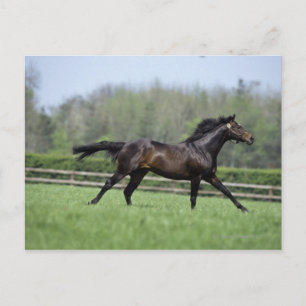 Horse Thoroughbreds, Wassl 1988, Vykort