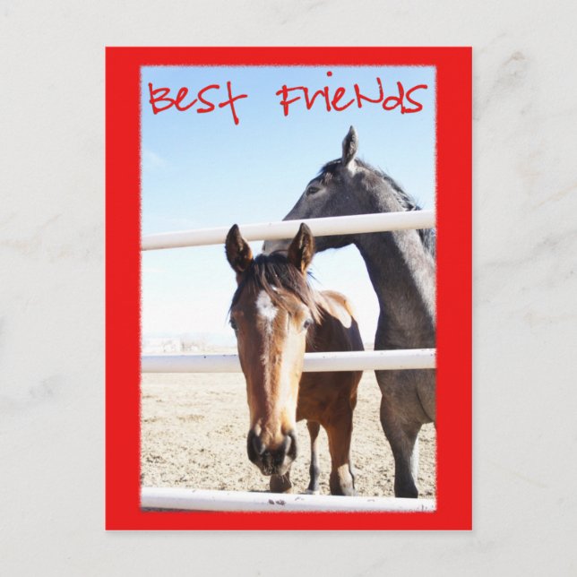 Horse Valentin IV Vykort (Framsida)