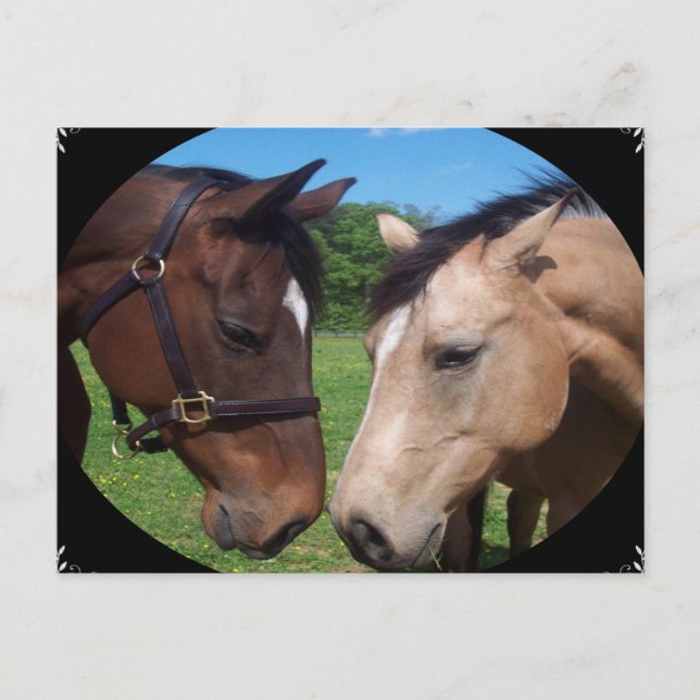 Horse-vänner Vykort (Framsida)