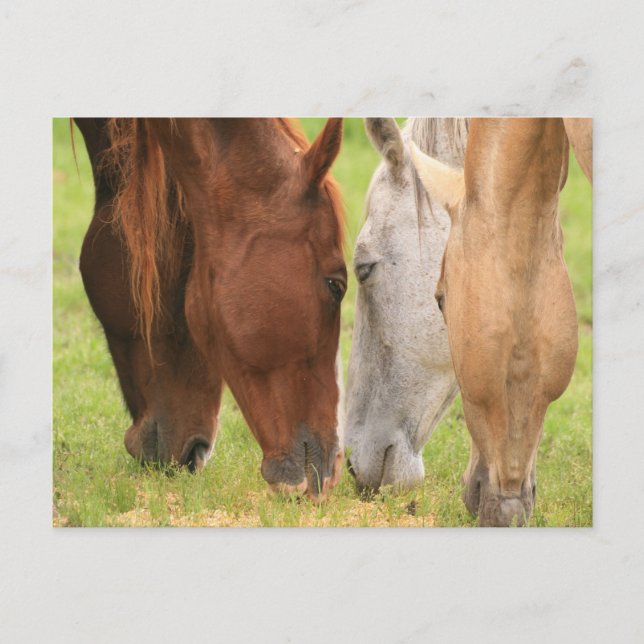 Horse-vänner Vykort (Framsida)