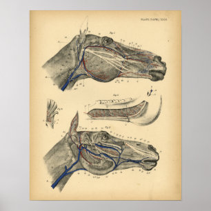 Horse Veins Nerves Anatomy 1908 Vintage Print Poster