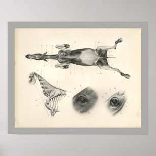 Horse Veterinary Muscle Skeleton Anatomy Print Poster
