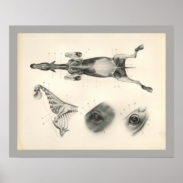 Horse Veterinary Muscle Skeleton Anatomy Print Poster (Framsidan)