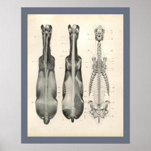 Horse Veterinary Skeletal Muscle Anatomy Print Poster