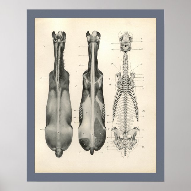 Horse Veterinary Skeletal Muscle Anatomy Print Poster (Framsidan)