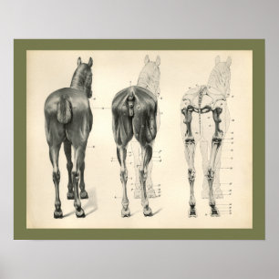 Horse Veterinary Skeletal Muscle Anatomy Print Poster