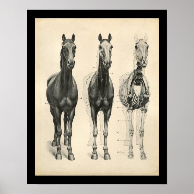 Horse Veterinary Skeletal Muscle Anatomy Print Poster (Framsidan)