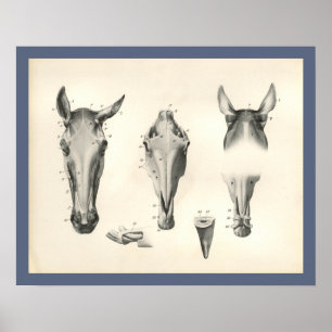 Horse Veterinary Skull Head Muscle Anatomy Print Poster