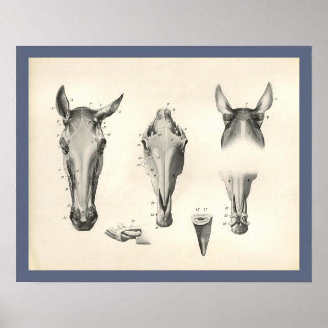 Horse Veterinary Skull Head Muscle Anatomy Print Poster (Framsidan)