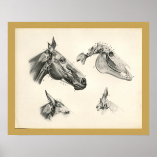 Horse Veterinary Skull Head Muscle Anatomy Print Poster