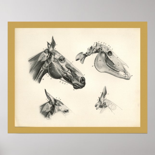 Horse Veterinary Skull Head Muscle Anatomy Print Poster (Framsidan)
