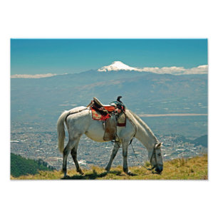 Horse & vulcano, Quito, Ecuador Fototryck