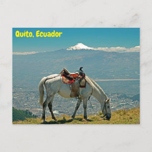 Horse & vulcano, Quito, Ecuador Vykort