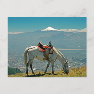Horse & vulcano, Quito, Ecuador Vykort