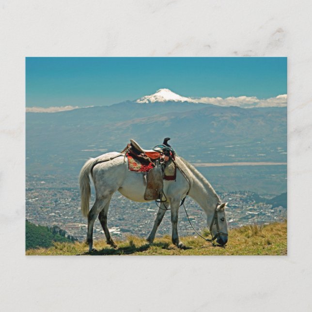 Horse & vulcano, Quito, Ecuador Vykort (Framsida)