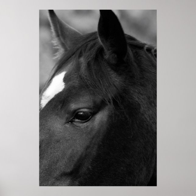 Horse wapcn poster (Framsidan)