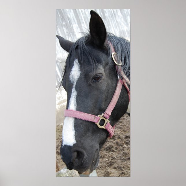 Horse Whisperer Poster (Framsidan)