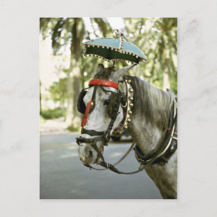 Horse with sunshade, Madrid, Spanien Vykort